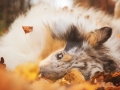Hundemaedchen_Gaia_Langhaarcollie_Collie_Rough_bluemerle_Hundefotografie_Hund_Fotografin_Christine_Hemlep (11)