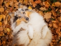 Hundemaedchen_Gaia_Langhaarcollie_Collie_Rough_bluemerle_Hundefotografie_Hund_Fotografin_Christine_Hemlep (13)