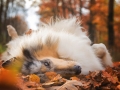 Hundemaedchen_Gaia_Langhaarcollie_Collie_Rough_bluemerle_Hundefotografie_Hund_Fotografin_Christine_Hemlep (19)