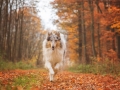 Hundemaedchen_Gaia_Langhaarcollie_Collie_Rough_bluemerle_Hundefotografie_Hund_Fotografin_Christine_Hemlep (21)