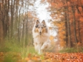Hundemaedchen_Gaia_Langhaarcollie_Collie_Rough_bluemerle_Hundefotografie_Hund_Fotografin_Christine_Hemlep (23)