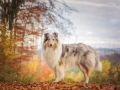 Hundemaedchen_Gaia_Langhaarcollie_Collie_Rough_bluemerle_Hundefotografie_Hund_Fotografin_Christine_Hemlep (25)