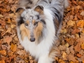Hundemaedchen_Gaia_Langhaarcollie_Collie_Rough_bluemerle_Hundefotografie_Hund_Fotografin_Christine_Hemlep (5)