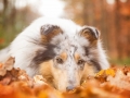 Hundemaedchen_Gaia_Langhaarcollie_Collie_Rough_bluemerle_Hundefotografie_Hund_Fotografin_Christine_Hemlep (7)