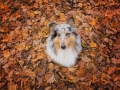 Hundemaedchen_Gaia_Langhaarcollie_Collie_Rough_bluemerle_Hundefotografie_Hund_Fotografin_Christine_Hemlep (9)