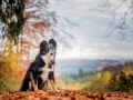 Hundemaedchen_Maggy_Border_Collie_Mischling_Mix_Hundefotografie_Hund_Fotografin_Christine_Hemlep (1)