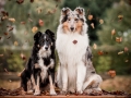 Border_Collie_Maggy_tricolor_Langhaarcollie_Rough_Collie_Gaia_bluemerle_Hundefotografie_Marburg_Tierfotografie_Herbst_Blaetter (6).jpg