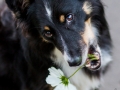 Border_Collie_Mischling_Maggy_tricolor_Senior_Hundefotografie_Marburg_Tierfotografie_Blume_Schnappschuss (1).jpg