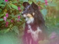 Border_Collie_Mischling_Maggy_tricolor_Senior_Hundefotografie_Marburg_Tierfotografie_Lahn_Springkraut_Blumen (1).jpg