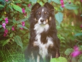 Border_Collie_Mischling_Maggy_tricolor_Senior_Hundefotografie_Marburg_Tierfotografie_Lahn_Springkraut_Blumen (3).jpg