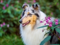 Langhaarcollie_Rough_Collie_Gaia_bluemerle_Hundefotografie_Marburg_Tierfotografie_Lahn_Springkraut_Blumen (1).jpg