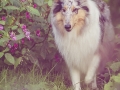 Langhaarcollie_Rough_Collie_Gaia_bluemerle_Hundefotografie_Marburg_Tierfotografie_Lahn_Springkraut_Blumen (3).jpg