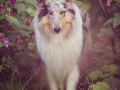 Langhaarcollie_Rough_Collie_Gaia_bluemerle_Hundefotografie_Marburg_Tierfotografie_Lahn_Springkraut_Blumen (5).jpg