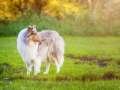 Langhaarcollie_Rough_Collie_Gaia_bluemerle_Hundefotografie_Marburg_Tierfotografie_Lahnwiese_Lahn_Wiese (1).jpg