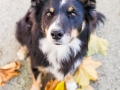Border_Collie_Mischling_Maggy_tricolor_Senior_Herbstblatt_Herbst_Blatt_bunt_Lauf_Hundefotografie_Marburg_Tierfotografie (1).jpg