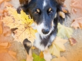 Border_Collie_Mischling_Maggy_tricolor_Senior_Herbstblatt_Herbst_Blatt_bunt_Lauf_Hundefotografie_Marburg_Tierfotografie (11).jpg