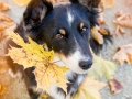 Border_Collie_Mischling_Maggy_tricolor_Senior_Herbstblatt_Herbst_Blatt_bunt_Lauf_Hundefotografie_Marburg_Tierfotografie (13).jpg