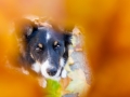 Border_Collie_Mischling_Maggy_tricolor_Senior_Herbstblatt_Herbst_Blatt_bunt_Lauf_Hundefotografie_Marburg_Tierfotografie (15).jpg