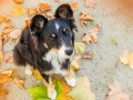 Border_Collie_Mischling_Maggy_tricolor_Senior_Herbstblatt_Herbst_Blatt_bunt_Lauf_Hundefotografie_Marburg_Tierfotografie (17).jpg