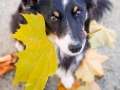 Border_Collie_Mischling_Maggy_tricolor_Senior_Herbstblatt_Herbst_Blatt_bunt_Lauf_Hundefotografie_Marburg_Tierfotografie (3).jpg