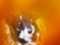 Border_Collie_Mischling_Maggy_tricolor_Senior_Herbstblatt_Herbst_Blatt_bunt_Lauf_Hundefotografie_Marburg_Tierfotografie (5).jpg