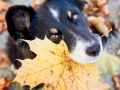Border_Collie_Mischling_Maggy_tricolor_Senior_Herbstblatt_Herbst_Blatt_bunt_Lauf_Hundefotografie_Marburg_Tierfotografie (7).jpg