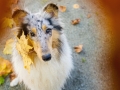 Langhaarcollie_Rough_Collie_Gaia_bluemerle_Herbstblatt_Herbst_Blatt_bunt_Lauf_Hundefotografie_Marburg_Tierfotografie (11).jpg