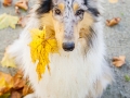 Langhaarcollie_Rough_Collie_Gaia_bluemerle_Herbstblatt_Herbst_Blatt_bunt_Lauf_Hundefotografie_Marburg_Tierfotografie (13).jpg