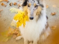 Langhaarcollie_Rough_Collie_Gaia_bluemerle_Herbstblatt_Herbst_Blatt_bunt_Lauf_Hundefotografie_Marburg_Tierfotografie (15).jpg