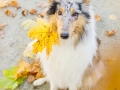 Langhaarcollie_Rough_Collie_Gaia_bluemerle_Herbstblatt_Herbst_Blatt_bunt_Lauf_Hundefotografie_Marburg_Tierfotografie (17).jpg