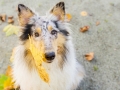 Langhaarcollie_Rough_Collie_Gaia_bluemerle_Herbstblatt_Herbst_Blatt_bunt_Lauf_Hundefotografie_Marburg_Tierfotografie (3).jpg