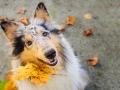 Langhaarcollie_Rough_Collie_Gaia_bluemerle_Herbstblatt_Herbst_Blatt_bunt_Lauf_Hundefotografie_Marburg_Tierfotografie (5).jpg