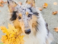 Langhaarcollie_Rough_Collie_Gaia_bluemerle_Herbstblatt_Herbst_Blatt_bunt_Lauf_Hundefotografie_Marburg_Tierfotografie (7).jpg