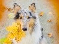 Langhaarcollie_Rough_Collie_Gaia_bluemerle_Herbstblatt_Herbst_Blatt_bunt_Lauf_Hundefotografie_Marburg_Tierfotografie (9).jpg