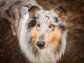 Hundemaedchen_Gaia_Langhaarcollie_Collie_Rough_bluemerle_Hundefotografie_Marburg_Fotografin_Christine_Hemlep_Hund (1)
