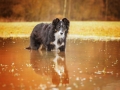 Hundemaedchen_Maggy_Border_Collie_Mix_Mischling_Hundefotografie_Marburg_Hochwasser_Lahn_Fotografin_Christine_Hemlep (1)