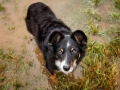 Hundemaedchen_Maggy_Border_Collie_Mix_Mischling_Hundefotografie_Marburg_Hochwasser_Lahn_Fotografin_Christine_Hemlep (4)