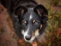 Hundemaedchen_Maggy_Border_Collie_Mix_Mischling_Hundefotografie_Marburg_Hochwasser_Lahn_Fotografin_Christine_Hemlep (6)