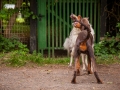 Hundefreunde_Marburg_Hunde_Freunde_Gassi_Gemeinsam_Spazierengehen_Langhaarcollie_Collie_Border_Mischling_Dobermann_Spencer (104)