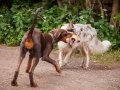 Hundefreunde_Marburg_Hunde_Freunde_Gassi_Gemeinsam_Spazierengehen_Langhaarcollie_Collie_Border_Mischling_Dobermann_Spencer (109)