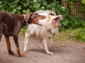 Hundefreunde_Marburg_Hunde_Freunde_Gassi_Gemeinsam_Spazierengehen_Langhaarcollie_Collie_Border_Mischling_Dobermann_Spencer (110)