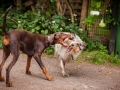 Hundefreunde_Marburg_Hunde_Freunde_Gassi_Gemeinsam_Spazierengehen_Langhaarcollie_Collie_Border_Mischling_Dobermann_Spencer (111)