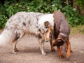 Hundefreunde_Marburg_Hunde_Freunde_Gassi_Gemeinsam_Spazierengehen_Langhaarcollie_Collie_Border_Mischling_Dobermann_Spencer (115)