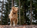 Hundefreunde_Marburg_Hunde_Freunde_Gassi_Gemeinsam_Spazierengehen_Langhaarcollie_Collie_Border_Mischling_Dobermann_Spencer (26)