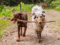 Hundefreunde_Marburg_Hunde_Freunde_Gassi_Gemeinsam_Spazierengehen_Langhaarcollie_Collie_Border_Mischling_Dobermann_Spencer (47)