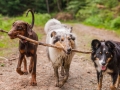 Hundefreunde_Marburg_Hunde_Freunde_Gassi_Gemeinsam_Spazierengehen_Langhaarcollie_Collie_Border_Mischling_Dobermann_Spencer (48)