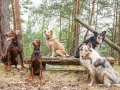 Hundefreunde_Marburg_Hunde_Freunde_Gassi_Gemeinsam_Spazierengehen_Langhaarcollie_Collie_Border_Mischling_Dobermann_Spencer (50)