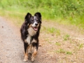 Hundefreunde_Marburg_Hunde_Freunde_Gassi_Gemeinsam_Spazierengehen_Langhaarcollie_Collie_Border_Mischling_Dobermann_Spencer (54)