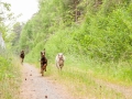 Hundefreunde_Marburg_Hunde_Freunde_Gassi_Gemeinsam_Spazierengehen_Langhaarcollie_Collie_Border_Mischling_Dobermann_Spencer (56)