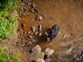 Hundefreunde_Marburg_Hunde_Freunde_Gassi_Gemeinsam_Spazierengehen_Langhaarcollie_Collie_Border_Mischling_Dobermann_Spencer (68)